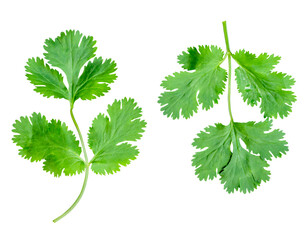 Top view set of fresh green coriander leaves isolated in png file format