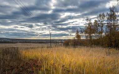A field of tall grass with a power line running through it