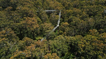 aerial shot above tree top walk in the valley of the giants national park on a sunny day in Western Australia
