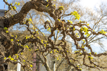 Fototapeta premium Tree with a twisted trunk and green leaves
