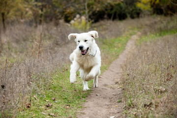 Gooden retriever walks through the forest