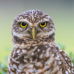 burrowing owl florida