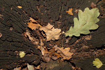 Oak leaves on an old stump in the forest