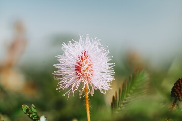 A Shameplant with bokeh background. Macro and close up shot of a Mimosa Pudica.