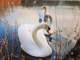 swan on the lake