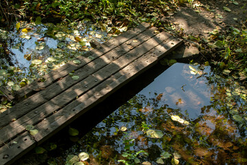 Stream in the forest with fallen autumn leaves	