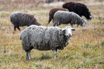Naklejka premium a sheep in a flock. detailed close up of a brown sheep curiously looking at the camera. the concept of sheep farming