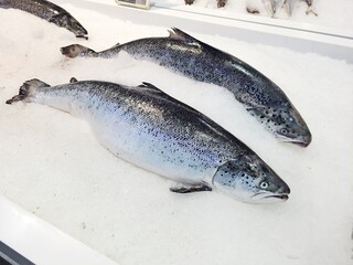 Fresh Norwegian Salmon at fish market