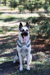 A German Shepherd against the background of nature on a sunny day. Russian Eastern European dog veo close-up.
