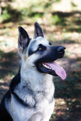 A German Shepherd against the background of nature on a sunny day. Russian Eastern European dog veo close-up.
