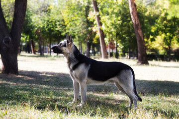 A German Shepherd against the background of nature on a sunny day. Russian Eastern European dog veo close-up.