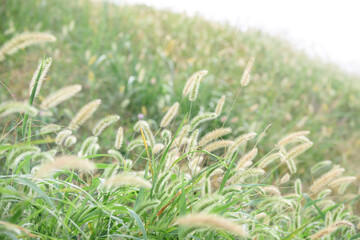 猫じゃらしの丘