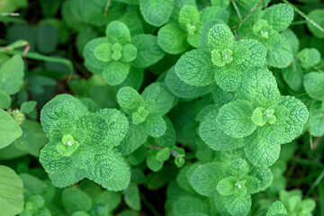 群生するミント © SHU YAMAMOTO