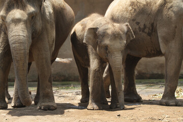 Obraz premium baby elephant in outdoor enclosure at the zoo