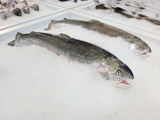Fresh Fjord Trout at fish market