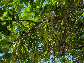 Carob tree (Ceratonia siliqua L) leaves and unripe fruits on branches. Vector illustration. Ceratonia Siliqua, grown along walls and as an ornamental plant, is native to the Mediterranean.