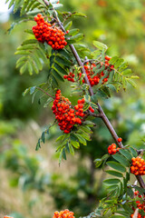 Rowan berries, Sorbus aucuparia, tree also called rowan and mountain ash