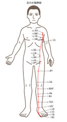 鍼灸の経穴、足の太陰脾経、ツボのイラスト