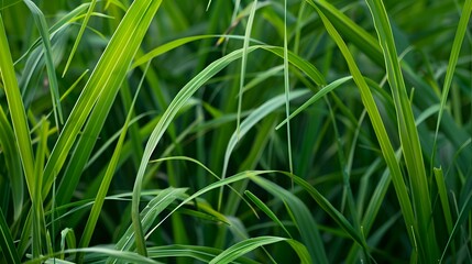 Naklejka premium Green Grass Blades, Close-Up