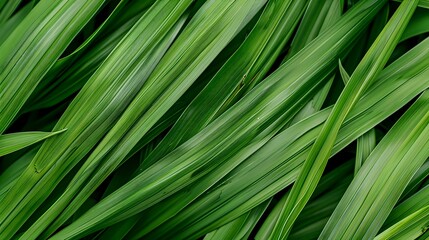 Green Leaf Texture, Nature Background, Organic Pattern