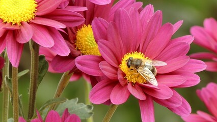 Flower fly (Anthomyia) on a chrysanthemum flower in an autumn park.