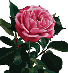 Fototapeta premium Bouquet of red roses