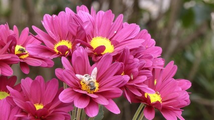 Flower fly (Anthomyia) on a chrysanthemum flower in an autumn park.