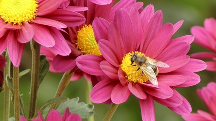Flower fly (Anthomyia) on a chrysanthemum flower in an autumn park.
