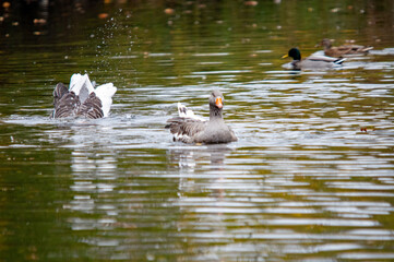 Graugans in voller Bewegung mit Wasserspritzern