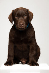 Chocolate Labrador Retriever puppy on a uniform background