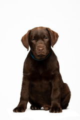 Chocolate Labrador Retriever puppy on a uniform background