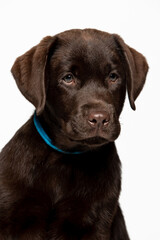 Chocolate Labrador Retriever puppy on a uniform background