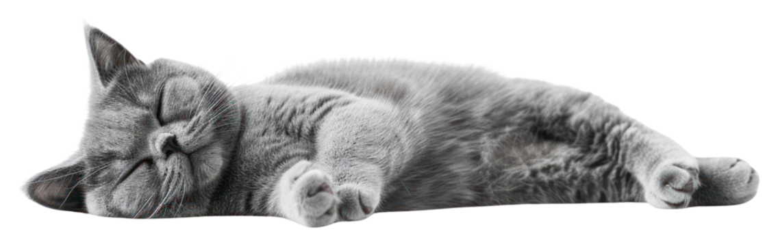 PNG Sleeping cat on white background