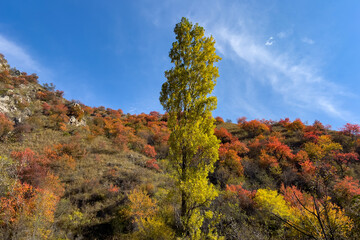 Autumn vegetation on a mountain slope