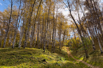 Picturesque autumn landscape with birch forest on a hill