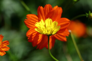 秋風に揺れて咲く