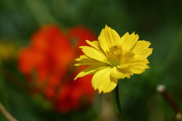 秋風に揺れて咲く