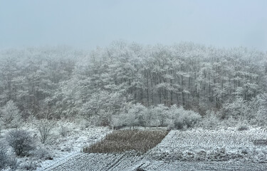 Snowy field bordered by bare trees, dense dark forest, serene winter landscape.
