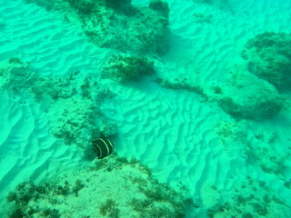 Fototapeta premium french angelfish, pomacanthus paru in caribbean sea in guadeloupe, in tropical sea water, snorkeling and underwater photo