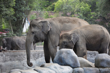 Fototapeta premium baby elephant with its mother in the zoo