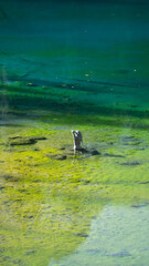 The Enchantment of Ondina: The Mermaid of Lake Carezza