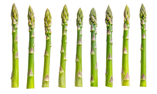 A lot of fresh asparagus are lined up. It's a very delicious and healthy food. transparent background