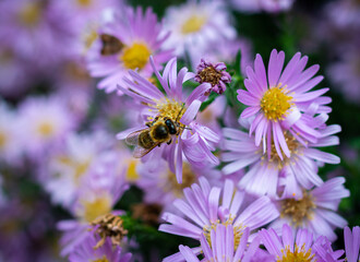 bee on a flower