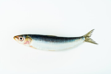 fish fresh raw anchovies on white . close up. cooking recipe , fish market