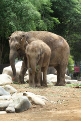 Fototapeta premium baby elephant with its mother in the zoo
