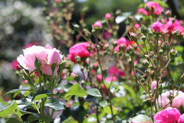 Rose garden