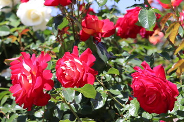 Rose garden