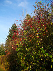 Naturlandschaft im Herbst in der schönen Uckermark