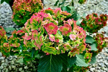 Vibrant hydrangea flowers in bloom