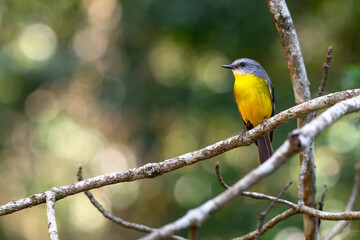 Eastern Yellow Robin, Eopsaltria australis, native australasian bird, Queensland Australia, rainforest forest bushwalk, birding birdwatching